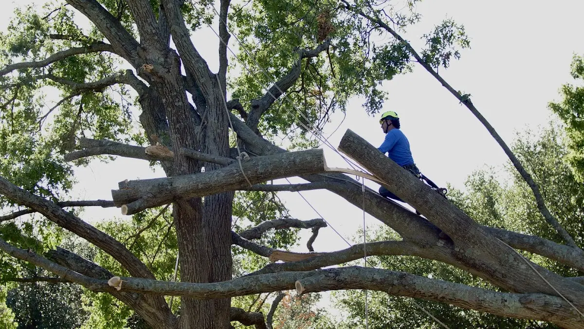 Professional Crown Thinning performed by certified arborists in Rosebud