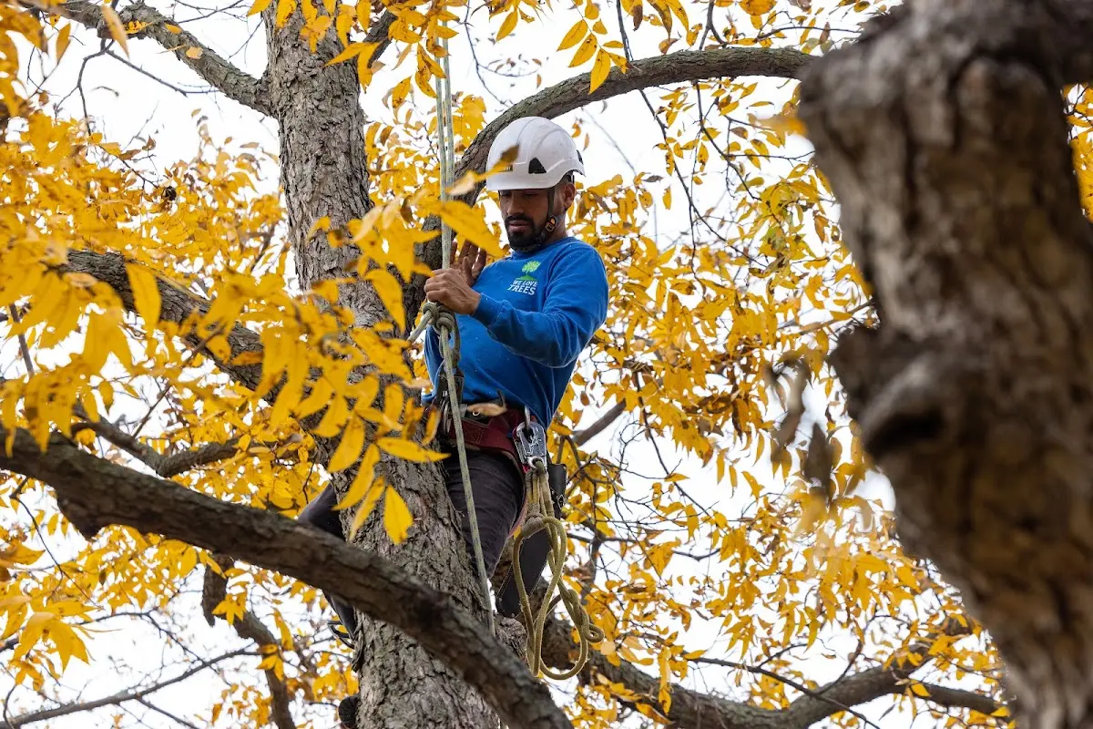 Skilled Tree Planing crew working in Rosebud